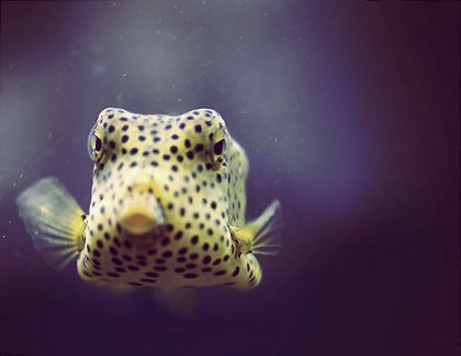 Koffervis