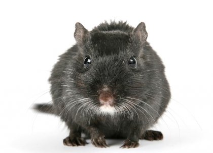 Rat aan boord