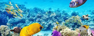 snorkelen