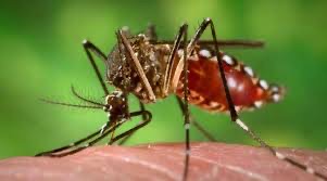 Mug die Dengue overbrengt.
