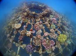 Ijzeren kathodes voor kweken van koraal