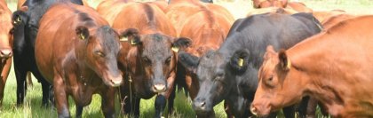 Aberdeen Angus koeien.
